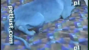 Hot bitch endures rough anal pounding from dirty animal lover