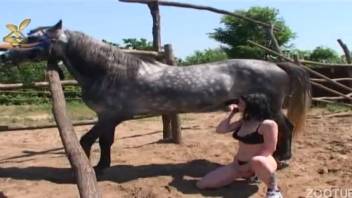Dark-haired babe attempts to screw a gray horse