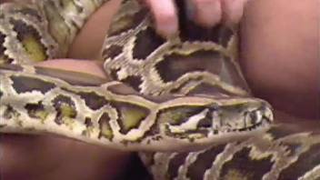 Exotic bestiality sex with a family couple and a huge python