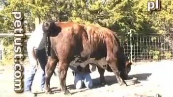 Cow is trying anal sex with a horny as hell cowboy