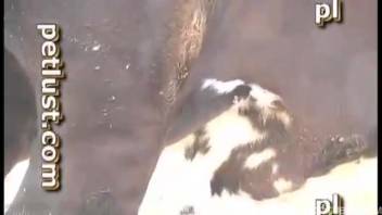 The bovine is attempting anal intercourse with an extremely aroused cowboy.