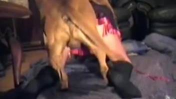 Adorable and steamy animal sex with a lustful pup and butt-loving beast enthusiast