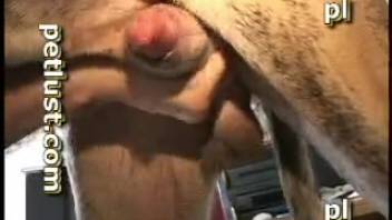 Chocolate canine vigorously banged a skinny bestiality-loving whore