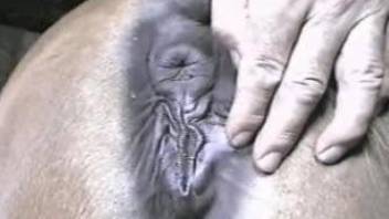 Man deep fucks a horse in the pussy until the last drop