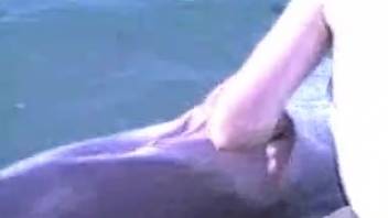 Marine mammal digital penetration in outdoor adult bestiality scenarios