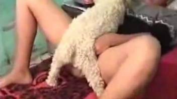 Small dog eating a Latina's mature cunt on a bed