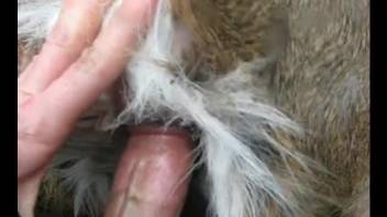 Hairy cock dude punishing the animal's tight pussy