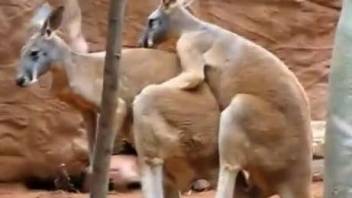Worth to see how real and wild kangaroos are fucking in doggy pose