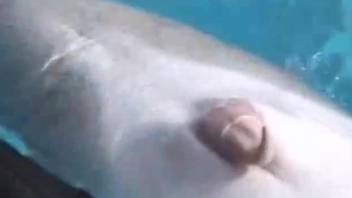 Horny dude would love to fuck this dolphin