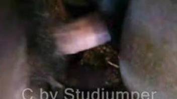 Animal porn in insane zoo cam scenes for a horny lover