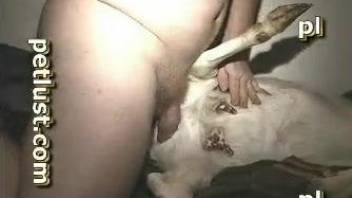 Chubby zoophile dude fucking a sexy goat sideways