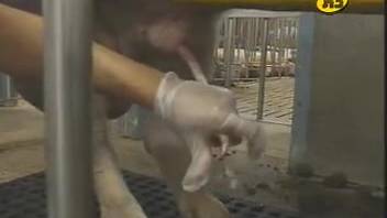 Guy in gloves masturbating a pig's crooked penis