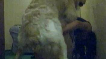 Dark-haired young woman being screwed in doggy position