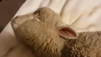 Sheep endures man's erect penis in full zoophilia glory