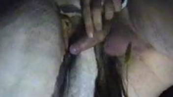 Horny dude fingering a mare's asshole before fucking it