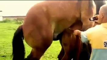 Two horses fucking like crazy in a free porno video