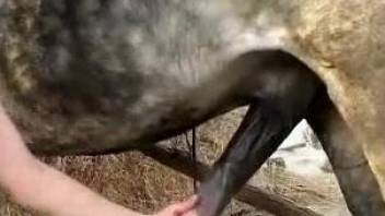 Passionate outdoor blowjob for a big-dicked stallion