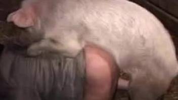 Gay man wanted to try how feels to be nailed by pig