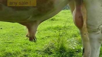 Intimate peeping-tom footage centered on the stud's erection