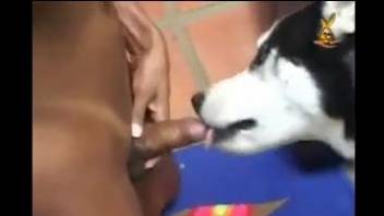 Big booty Latina tranny gets her asshole fucked by a dog
