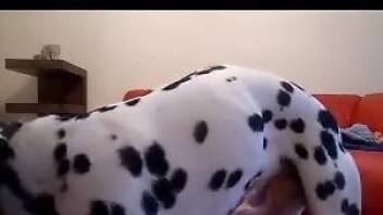 Dirty Dalmatian gets its dick jerked by a blonde