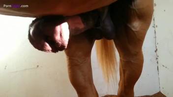 Huge stallion cock is the best treat for a zoophile