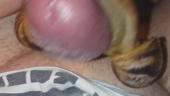 Guy's obsession with snails results in numerous climaxes
