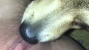 Close-up cunnilingus video with a hot pussy hound