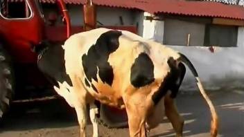 Naughty hottie ends up fisting a cow's big pussy