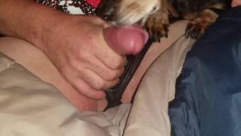 Man jerks and the dog licks his dick quite hard