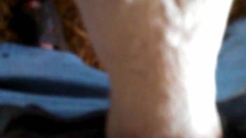Heifer being deepthroated in a point-of-view adult film