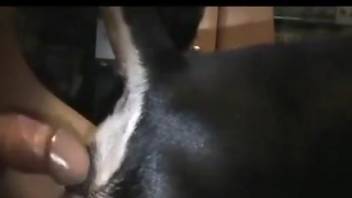 Dude dominates a dog's little pussy from behind