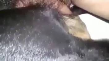 Guy displaying his impressive cock while screwing a beast