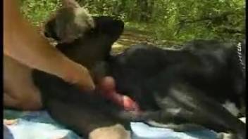 Bare women recorded engaging in erotic outdoor canine intercourse