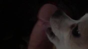 Attractive vixen sliding her tongue along that cock
