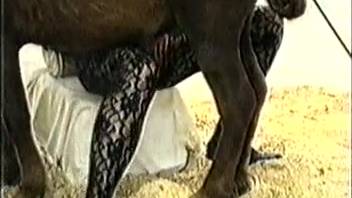 Aroused ladies in vintage adult films relishing bestiality encounters