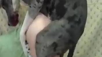 Black dog banging a twisted bitch from behind