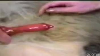 A variety of enticing young women fantasizing about enormous canine penises
