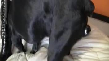 Fair-skinned chick banged by a dark mutt