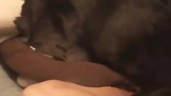 Canine bestiality foot play during live webcam session