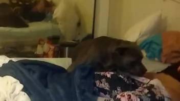 Lazy zoophile gets her pussy licked by a sexy dog