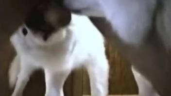Dude's balls and asshole get pleasured by a dog