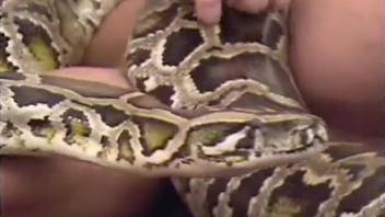 Zoophiles are playing with a truly gigantic trained python