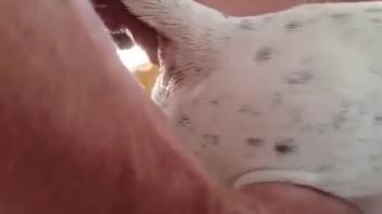 Excited guy bangs his dog from behind and cums inside its butt