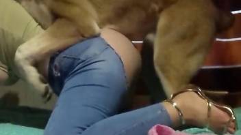 Fuck dog