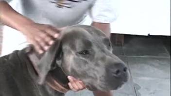 Slender female and large ebony canine engage in stunning bestiality porn