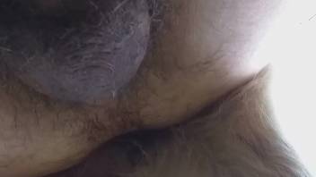 Guy gets beast cock up his butt like a slut