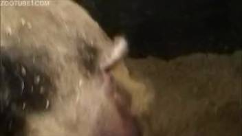 Revolting barnyard animal sex scene filmed in extreme close-up
